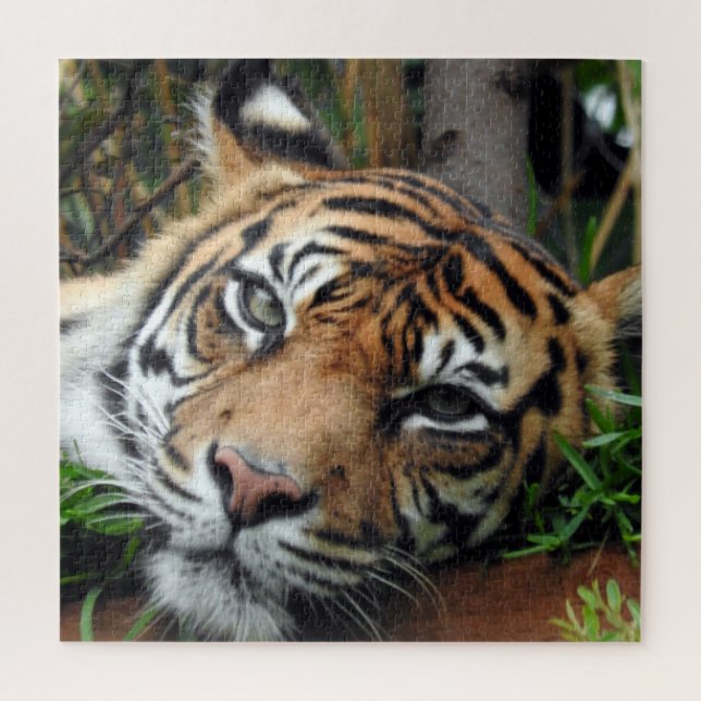 Sumatran Tiger (Vertikal)