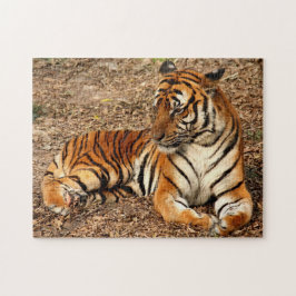 Sumatran Tiger 2