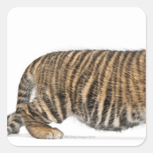 Sumatran Tiger cub - Panthera tigris sumatrae (3) Quadratischer Aufkleber (Vorderseite)