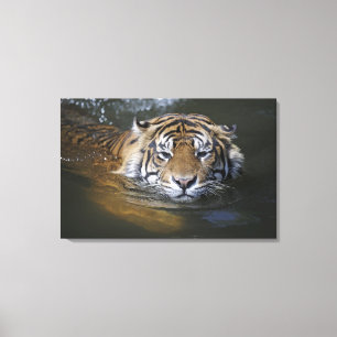 Sumatran Tiger, der Pantheratigris sumatrae Leinwanddruck