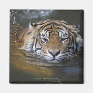 Sumatran Tiger, der Pantheratigris sumatrae Magnet