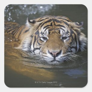Sumatran Tiger, der Pantheratigris sumatrae Quadratischer Aufkleber
