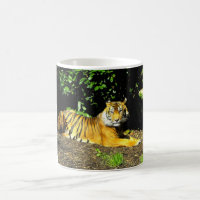 Sumatran-Tiger
