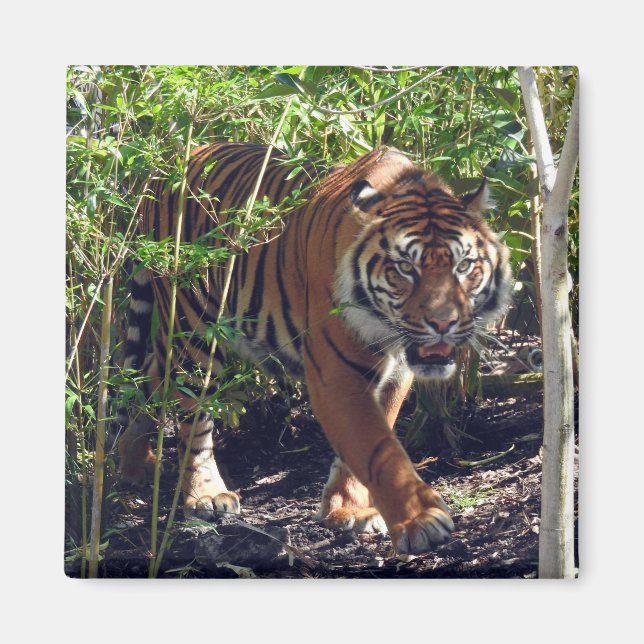 Sumatran Tiger Magnet (Vorne)