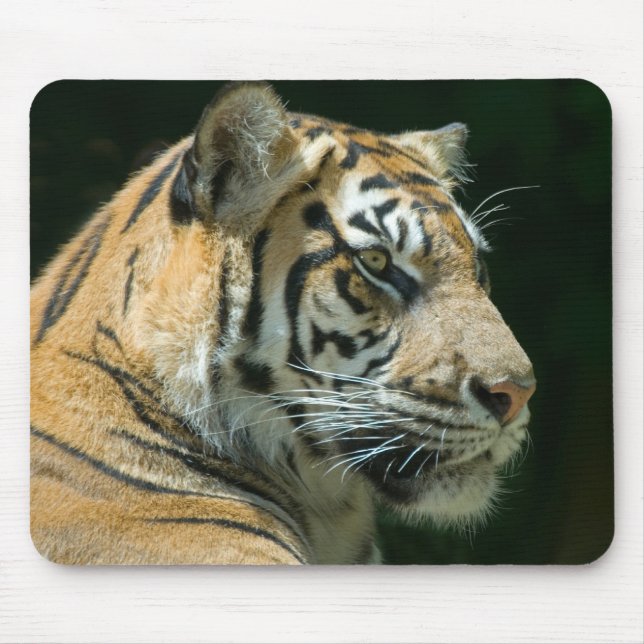Sumatran Tiger Mousepad (Vorne)
