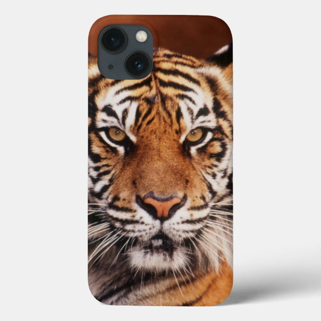 Sumatran Tiger, Panthera der Tigris Case-Mate iPhone Hülle (Rückseite)