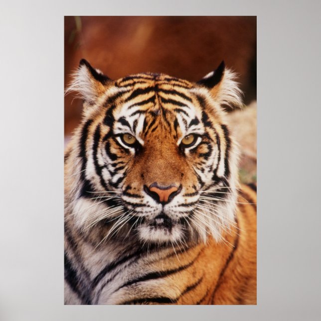 Sumatran Tiger, Panthera tigris Poster (Vorne)