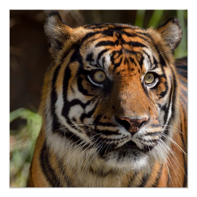 Sumatran Tiger Poster (Vorderseite)