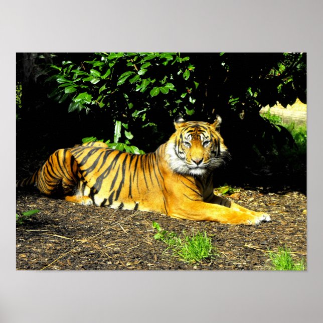 Sumatran Tiger Poster (Vorne)