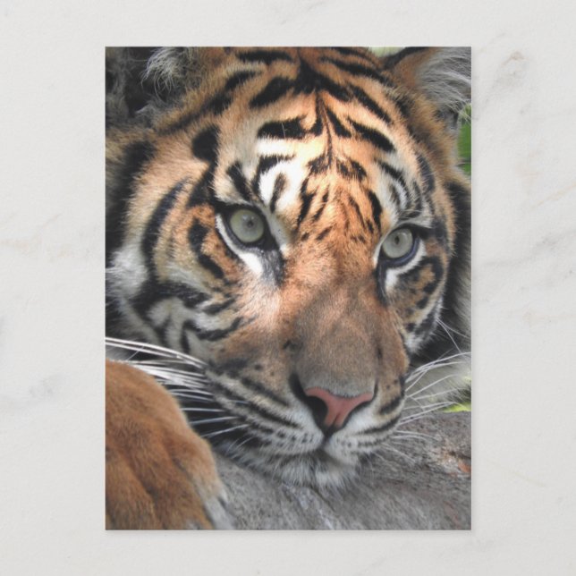 Sumatran Tiger Postkarte (Vorderseite)