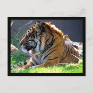 Sumatran Tiger Postkarte
