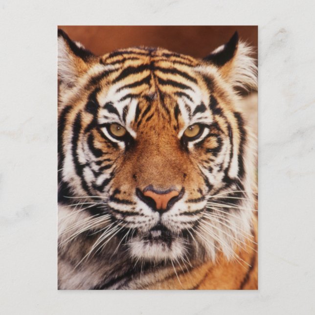 Sumatran Tiger Postkarte (Vorderseite)