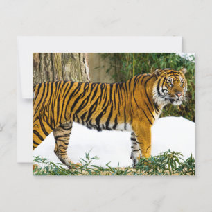 Sumatran Tiger Postkarte