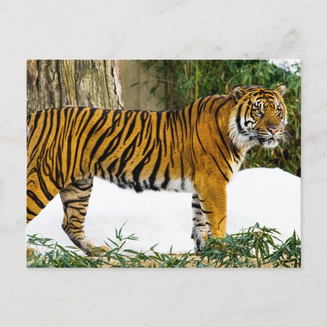 Sumatran Tiger Postkarte (Vorderseite)