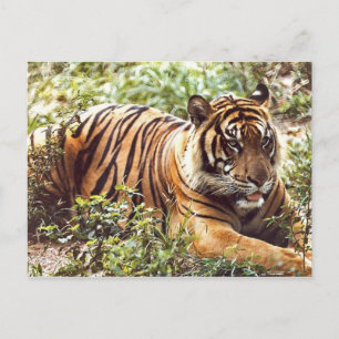 Sumatran Tiger Postkarte wiederherstellen