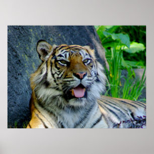 Sumatran Tiger Print Poster