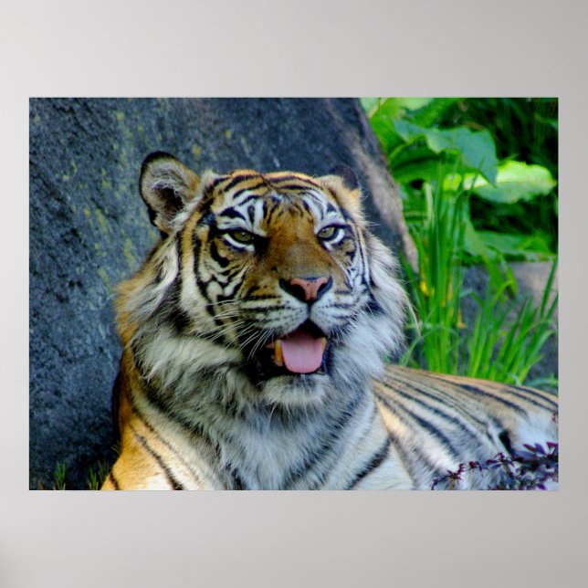 Sumatran Tiger Print Poster (Vorne)