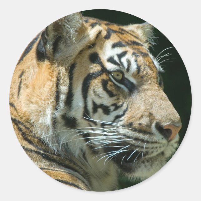 Sumatran Tiger Runder Aufkleber (Vorderseite)