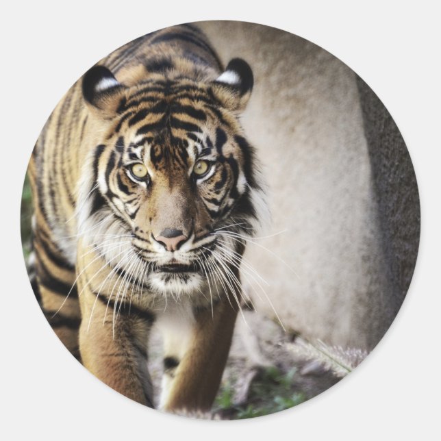 Sumatran Tiger Runder Aufkleber (Vorderseite)