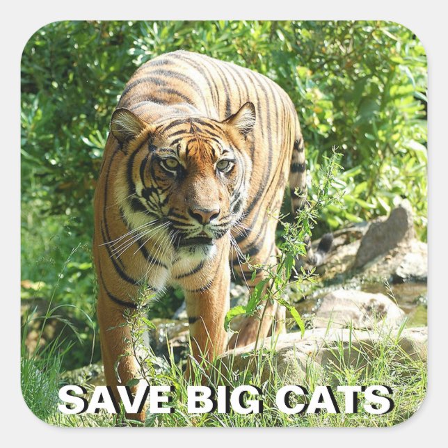 Sumatran Tiger Sticker (Vorderseite)