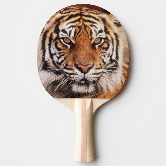 Sumatran Tiger Tischtennis Schläger (Vorderseite)