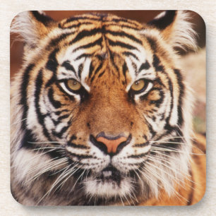Sumatran Tiger Untersetzer