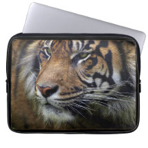 Sumatran Tiger Wild Animal Big Cat-Lover