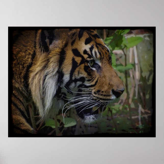 Sumatran Tiger Wildlife Big Cat-Lover Poster (Vorne)
