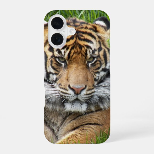Sumatran Tiger Wildlife Foto iPhone 16 Hülle (Rückseite)