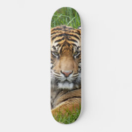 Sumatran Tiger Wildlife Photo Skateboard