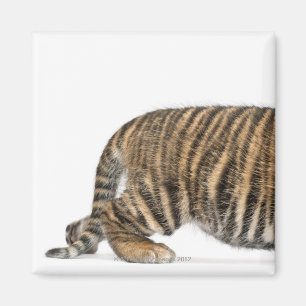 Sumatran Tigerjunges - der Pantheratigris sumatrae Magnet