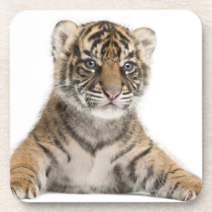 Sumatran Tigerjunges Getränkeuntersetzer