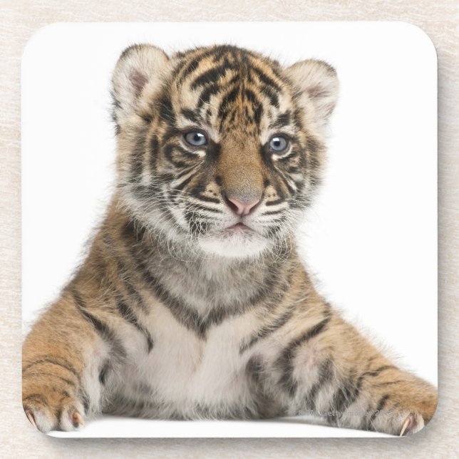 Sumatran Tigerjunges Getränkeuntersetzer (Vorderseite)