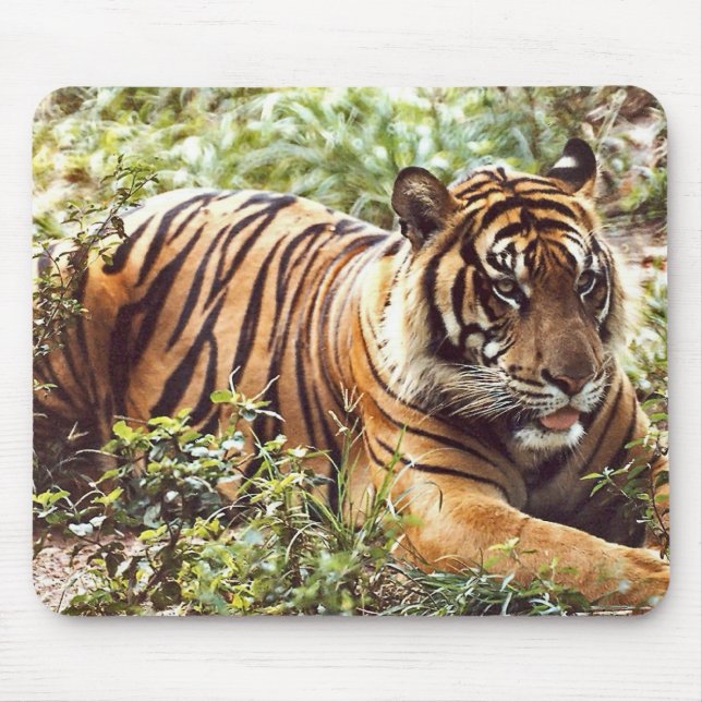 Sumatran-Tigermaus Mousepad (Vorne)