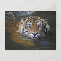 Sumatrantiger, Panthera tigris sumatrae