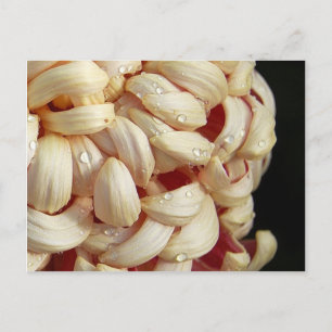 Summe mit Waterdrops Postkarte