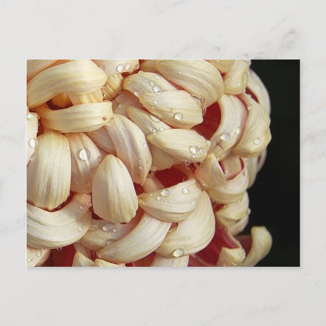 Summe mit Waterdrops Postkarte (Vorderseite)