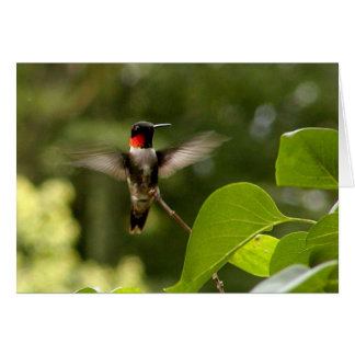 Summenvogel