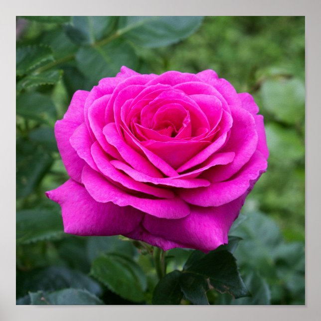 Summer Bloom Poster (Vorne)