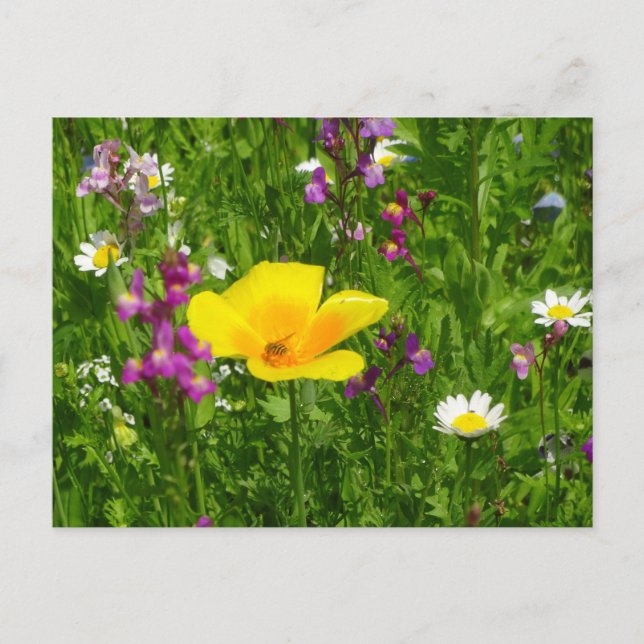 Summer Blume DIY Postcard Postkarte (Vorderseite)