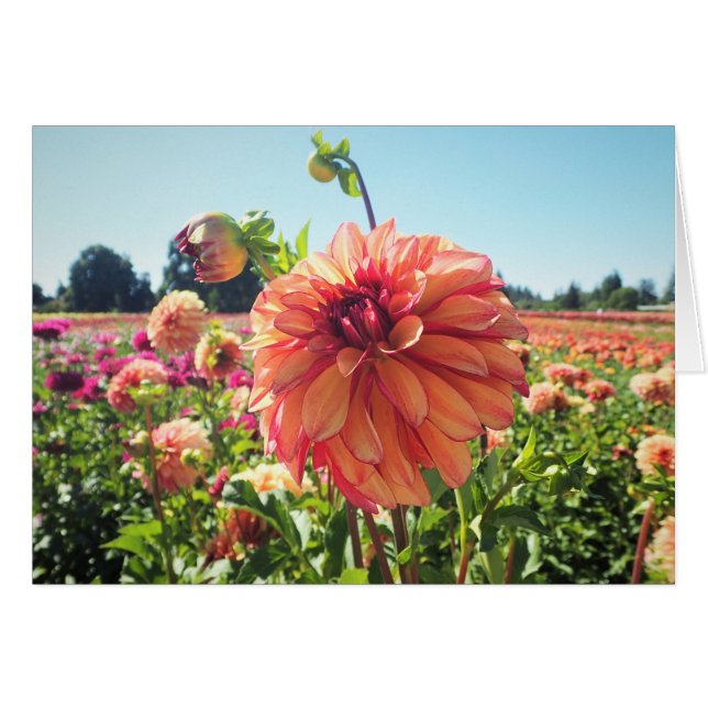 Summer Dahlia (Vorderseite (Horizontal))