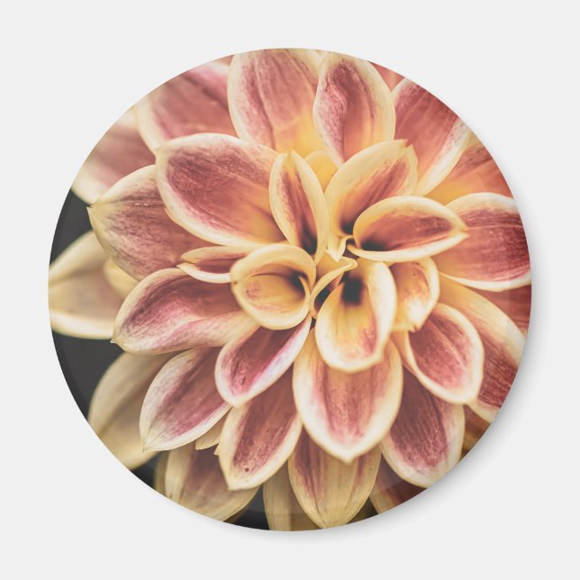 Summer Dahlia Blume (Floral Art) Magnet (Vorne)