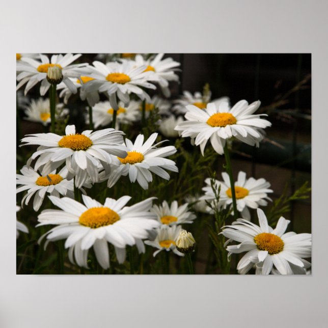 Summer Daisy Poster (Vorne)