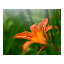Summer Daylily Print, Value Poster Paper (Matte)
