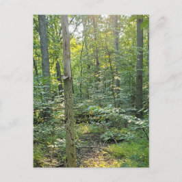 Summer Forrest Trail Photography Postcard Feiertagspostkarte