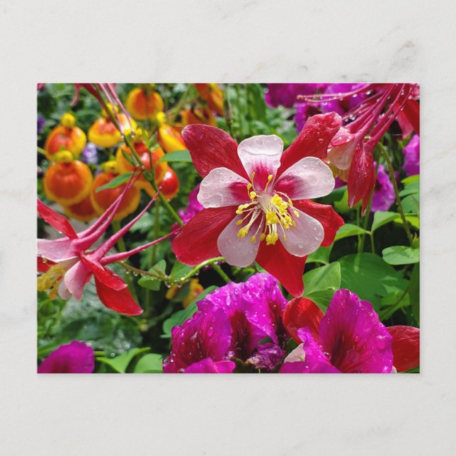 Summer Garden Postkarte (Vorderseite)