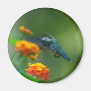 Summer Humm II Magnet