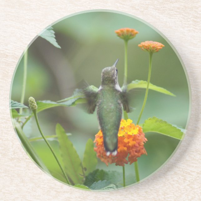 Summer Hummer Getränkeuntersetzer (Vorne)