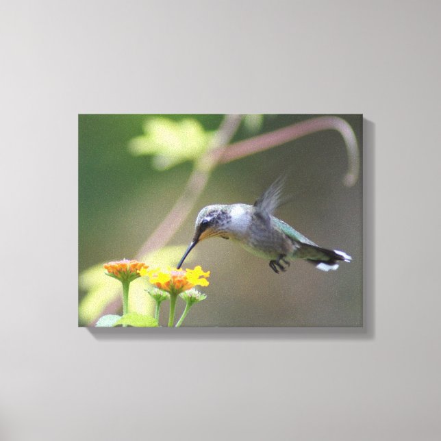 Summer Hummer Leinwanddruck (Vorderseite)