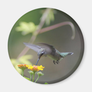 Summer Hummer Magnet